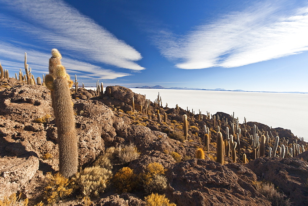 The Salar de Uyuni, a desert salt flat, seen from the Isla del Sol, covered in cactus and bushes, Sur Lipez Region, Bolivia, South America