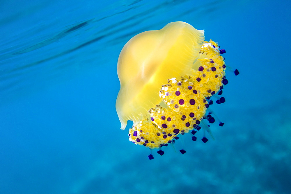 A bright yellow jellyfish (Cotylorhiza tuberculata) in the Mediterranean Sea by the coast of Santa Teresa di Gallura, Sardinia, Italy, Mediterranean, Europe