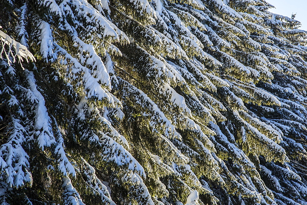 Branches of trees covered with snow after a heavy snowfall, Gerola Valley, Valtellina, Orobie Alps, Lombardy, Italy, Europe