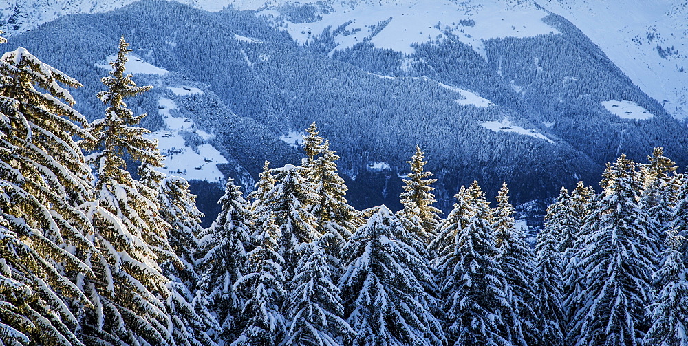 Trees covered with snow in the woods after a heavy snowfall, Gerola Valley, Valtellina, Orobie Alps, Lombardy, Italy, Europe