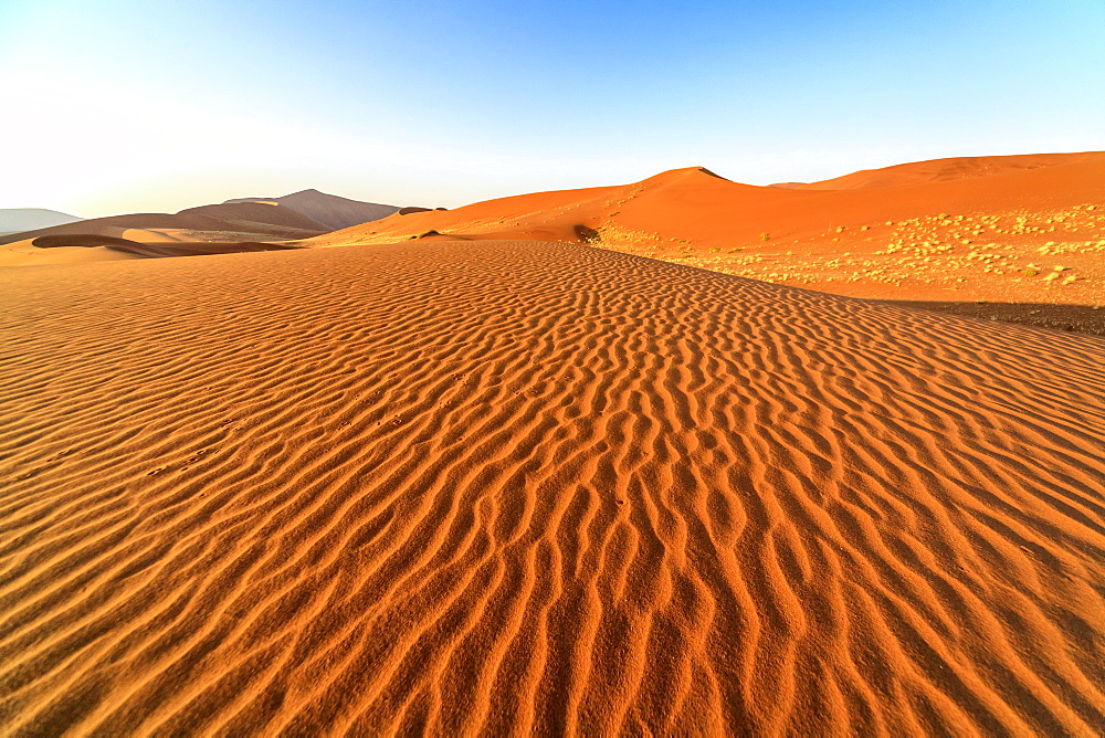 Dried plants among the sand dunes shaped by wind, Deadvlei, Sossusvlei, Namib Desert, Namib Naukluft National Park, Namibia, Africa