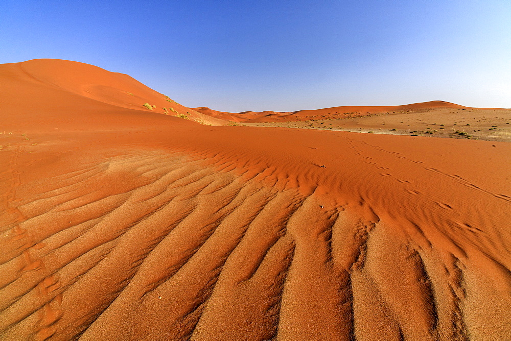 The shapes of sand constantly shaped by the wind, Deadvlei, Sossusvlei, Namib Desert, Namib Naukluft National Park, Namibia, Africa