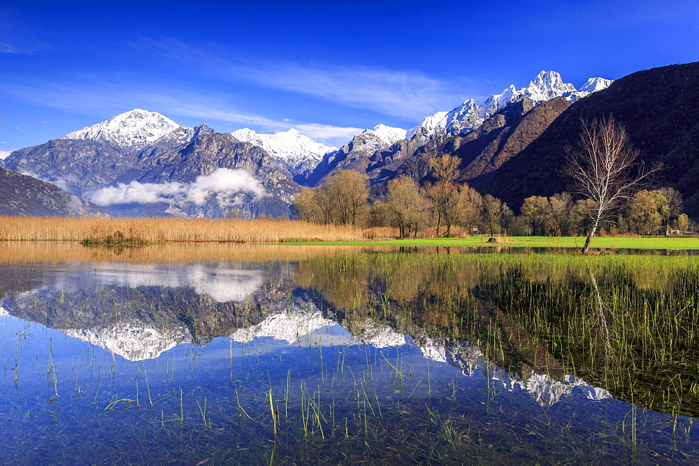 The natural reserve of Pian di Spagna flooded with snowy peaks reflected in the water, Valtellina, Lombardy, Italy, Europe