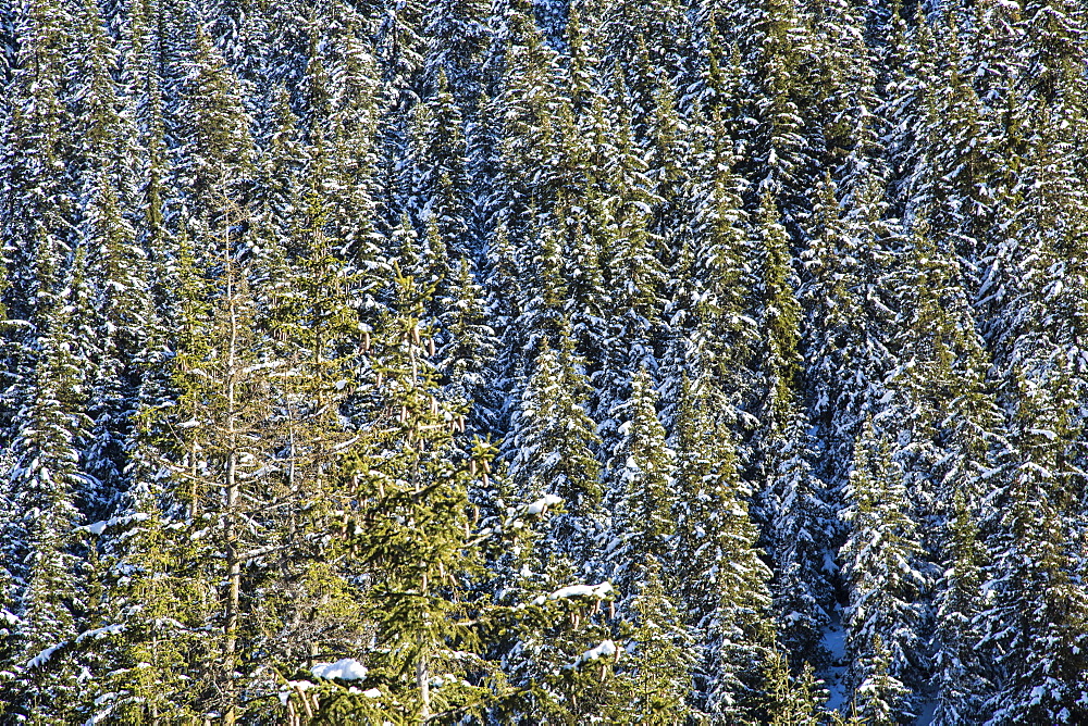 Snowy woods around Julierpass, Albula District, Canton of Graubunden, Switzerland, Europe