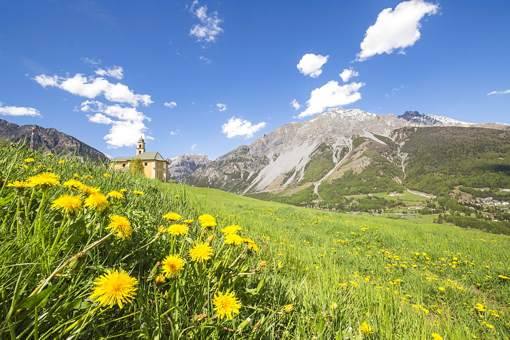 Yellow flowers and green meadows frame the church of Oga, Bormio, Stelvio National Park, Upper Valtellina, Lombardy, Italy, Europe