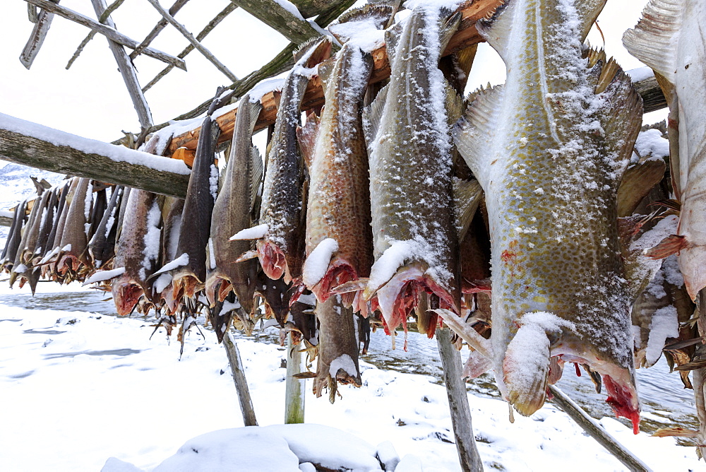 Drying codfish, a typical Norwegian product, Svensby, Lyngen Alps, Troms, Lapland, Norway, Scandinavia, Europe