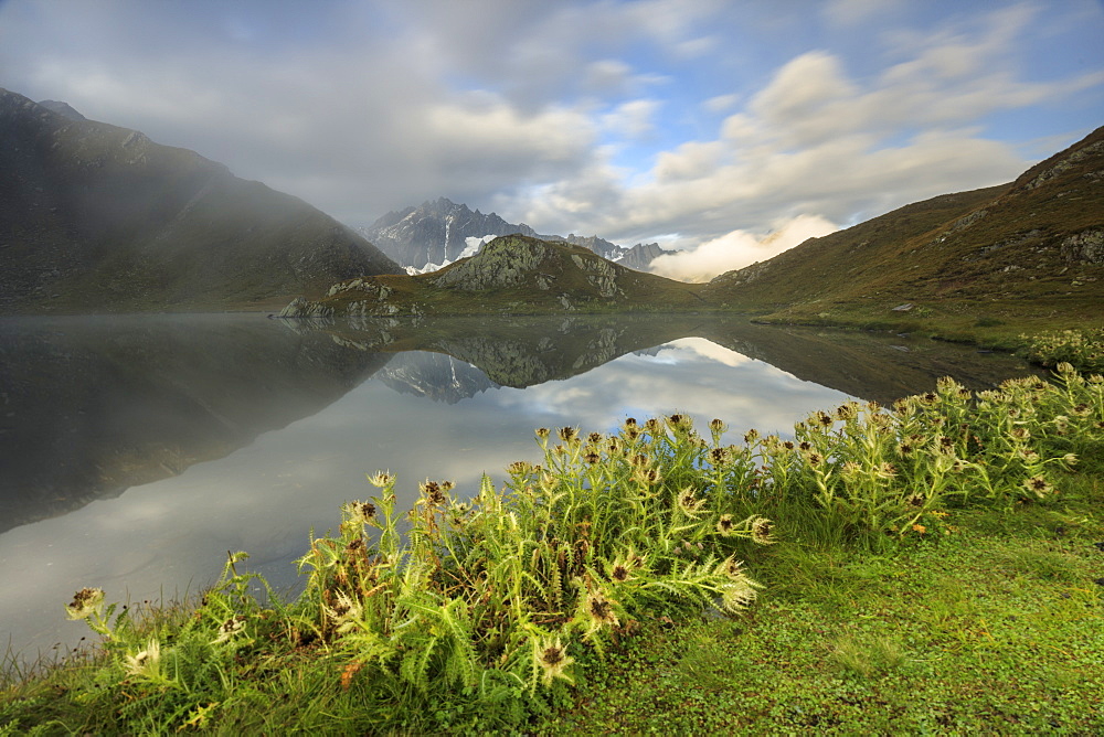 Mist and flowers frames The Fenetre Lakes Ferret Valley, Saint Rhemy, Grand St Bernard, Aosta Valley, Italy, Europe