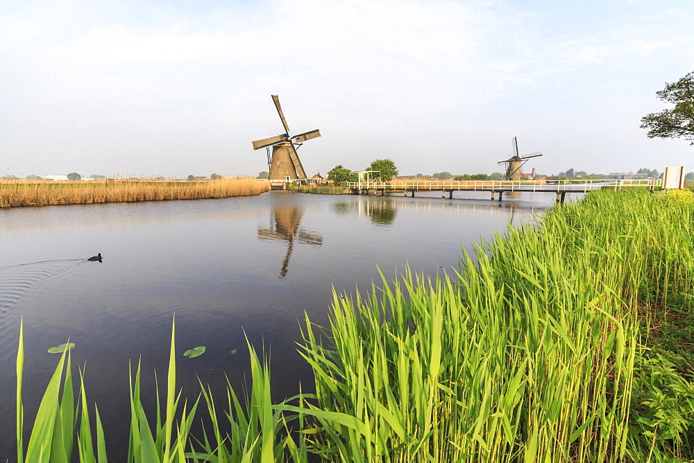 Green grass frames the windmills reflected in the canal, Kinderdijk, Rotterdam, South Holland, Netherlands, Europe