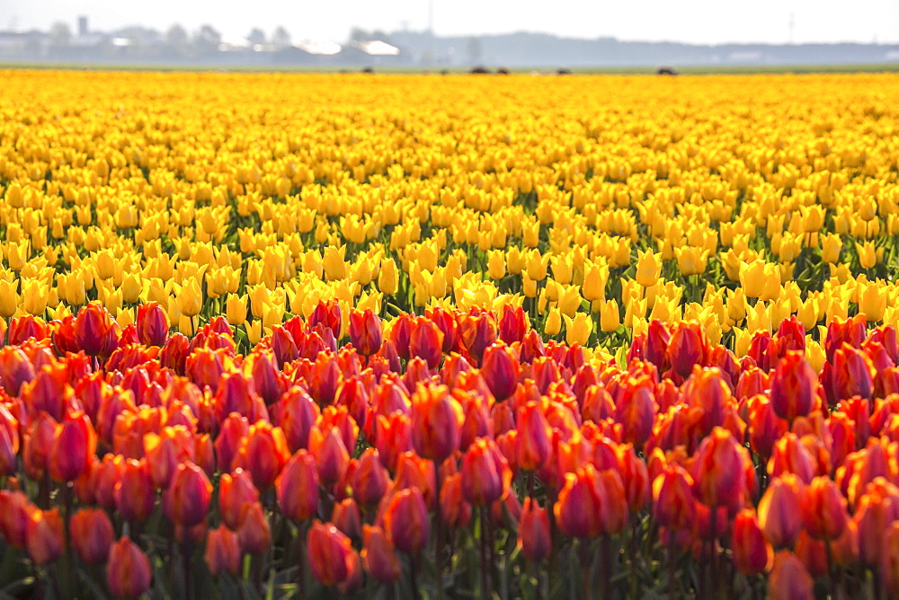 The colourful tulip fields in spring, Berkmeer, Koggenland, North Holland, Netherlands, Europe