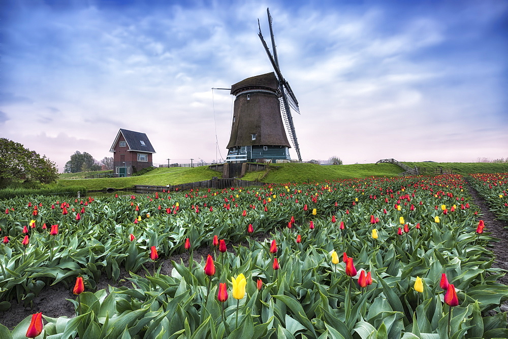 View of multi-coloured fields of tulips and windmills at spring, Berkmeer, Koggenland, North Holland, Netherlands, Europe