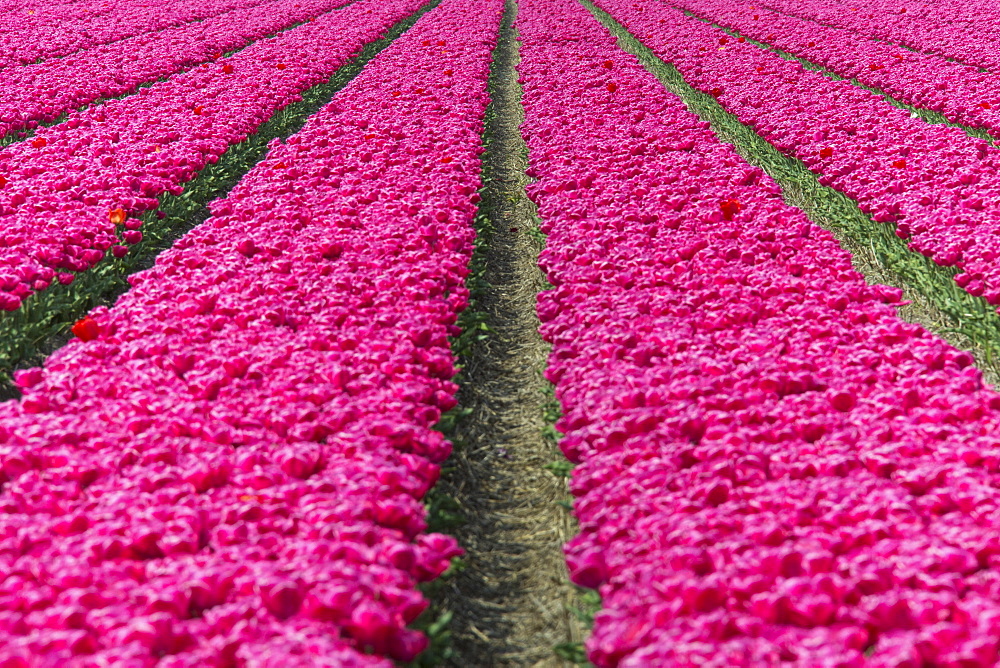 The colourful scenery of spring fields of tulips, Keukenhof Park, Lisse, South Holland, Netherlands, Europe