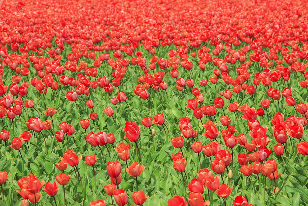 Red tulips and green grass colour the landscape in spring, Keukenhof Park, Lisse, South Holland, Netherlands, Europe