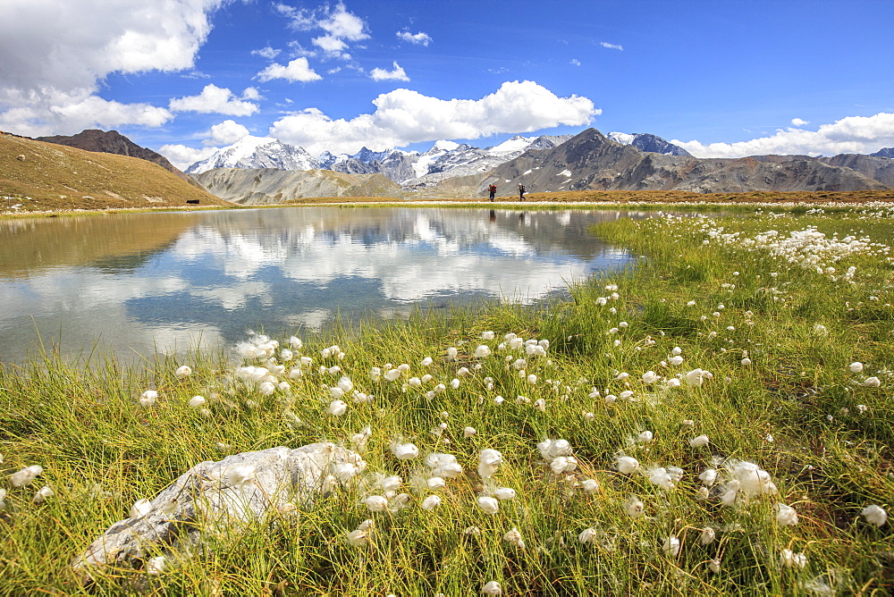 Cottongrass (eriophorum) blooming by the banks of Lake D'Oro and Lake Umbrail in Valtellina, Lombardy, Italy, Europe