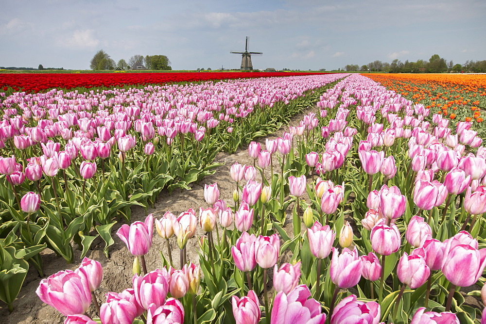 Multicolored tulip fields frame the windmill in spring, Berkmeer, Koggenland, North Holland, Netherlands, Europe