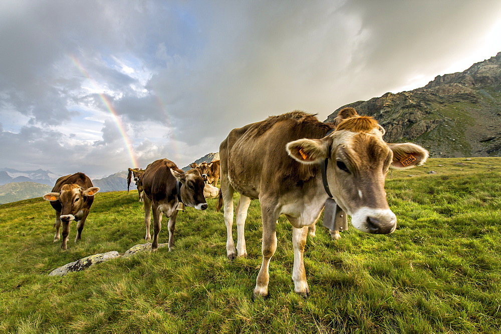 Rainbow frames a herd of cows grazing in the green pastures of Campagneda Alp, Valmalenco, Valtellina, Lombardy, Italy, Europe