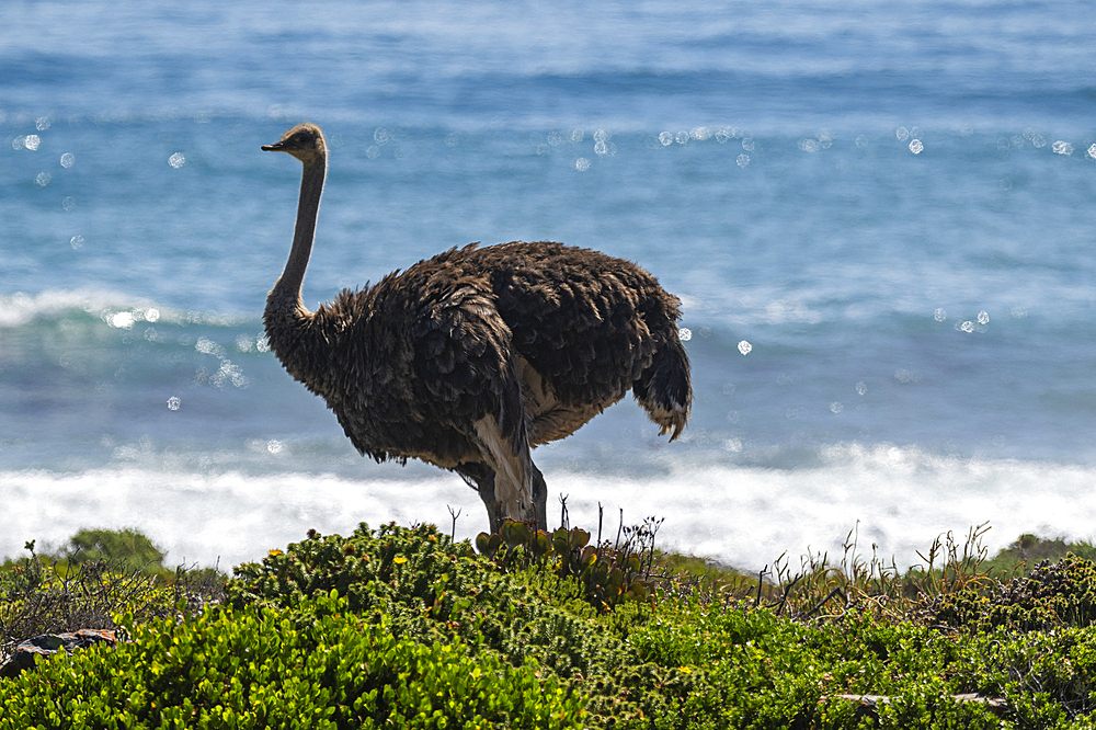 Ostrich in the Cape of Good Hope Nature Reserve, Cape Town, Cape Peninsula, South Africa, Africa