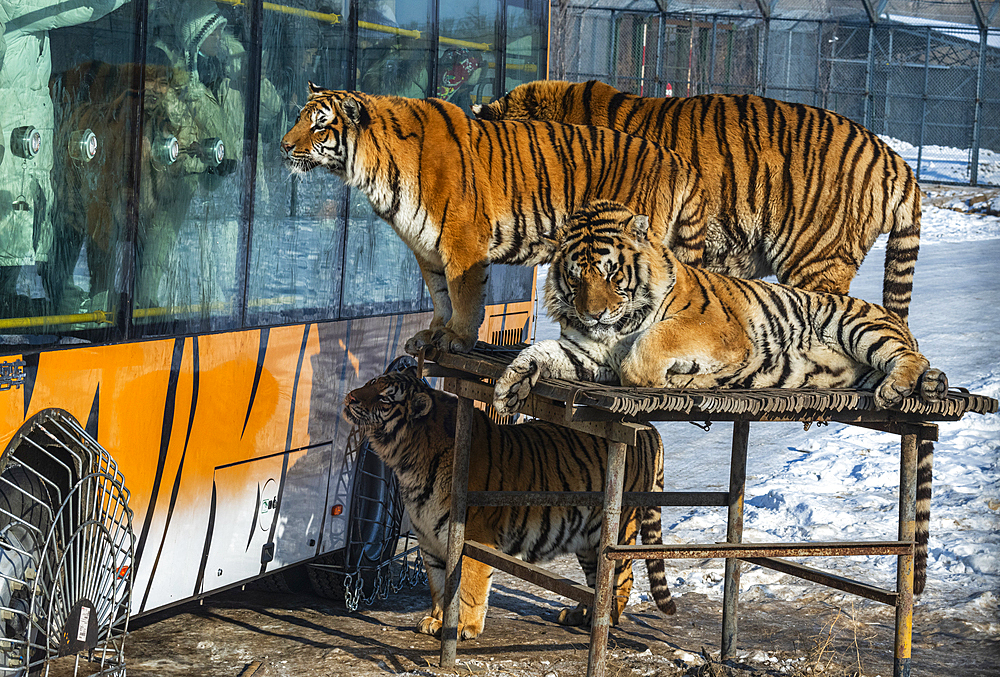 Siberian tiger (Panthera tigris tigris), Harbin Siberian Tiger Park, Harbin, Heilongjiang, China, Asia