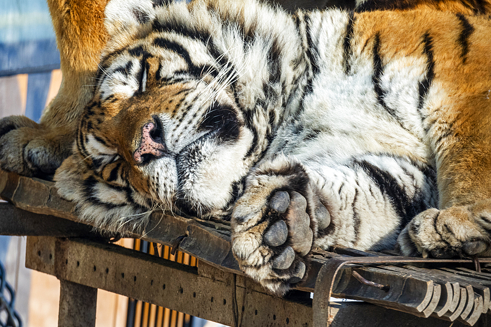 Siberian tiger (Panthera tigris tigris), Harbin Siberian Tiger Park, Harbin, Heilongjiang, China, Asia