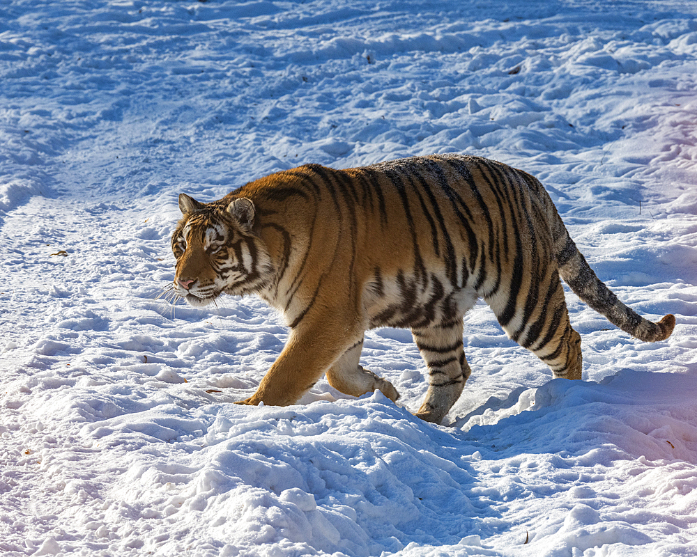 Siberian tiger (Panthera tigris tigris), Harbin Siberian Tiger Park, Harbin, Heilongjiang, China, Asia