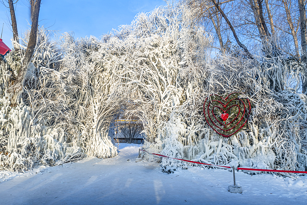 Frozen tree, Snow Sculpture Festival, Harbin, Heilongjiang, China, Asia