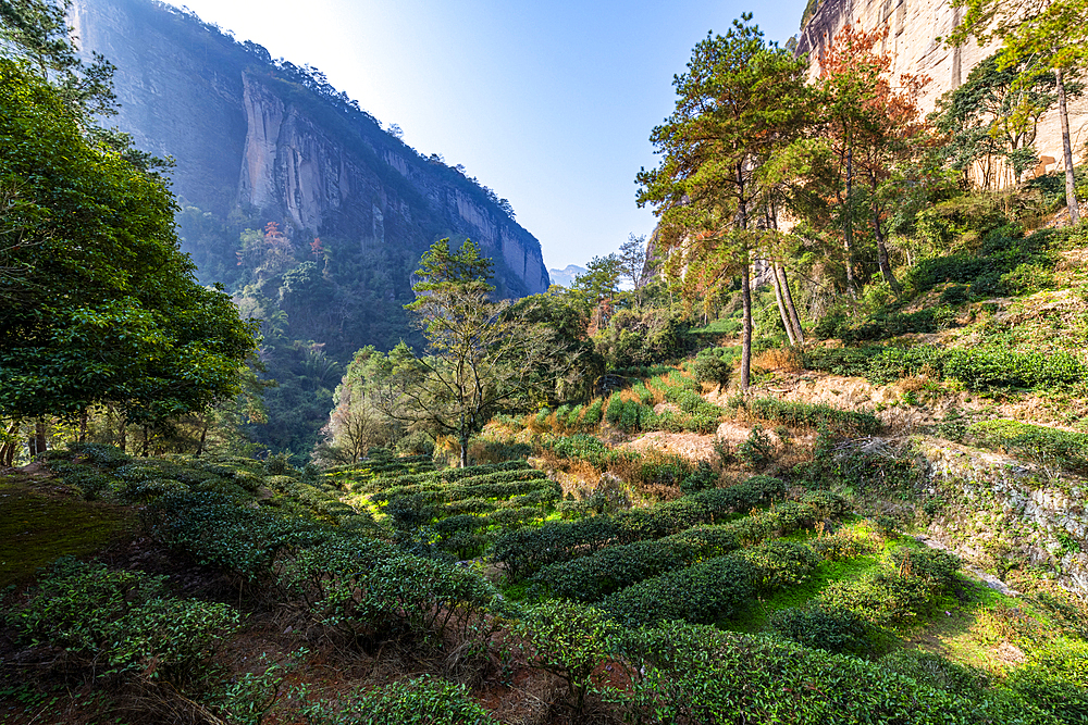 Tree plantations, Wuyi Mountains, UNESCO World Heritage Site, Fujian, China, Asia