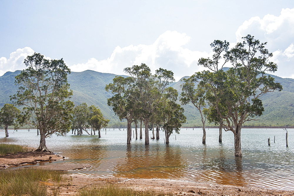 Trees in the water, Blue River Provincial Park, Yate, New Caledonia, Pacific