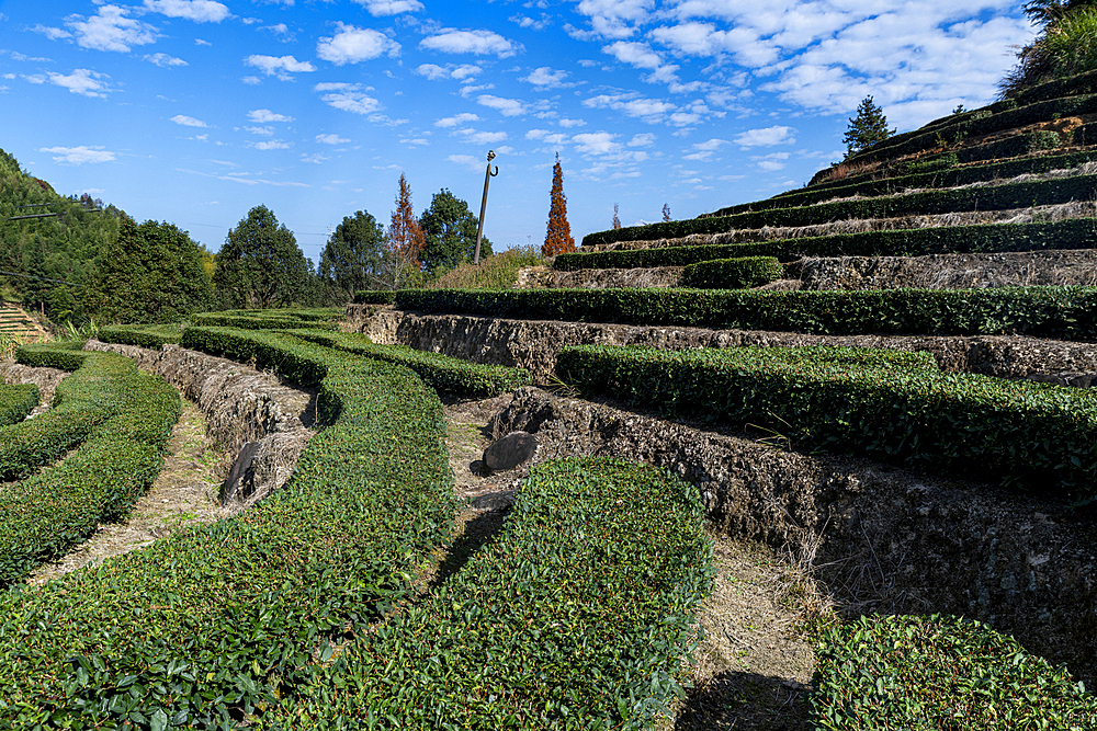 Tea plantation at Tianluokeng, Fujian Tulou, rural dwelling of the Hakka, Fujian, China, Asia