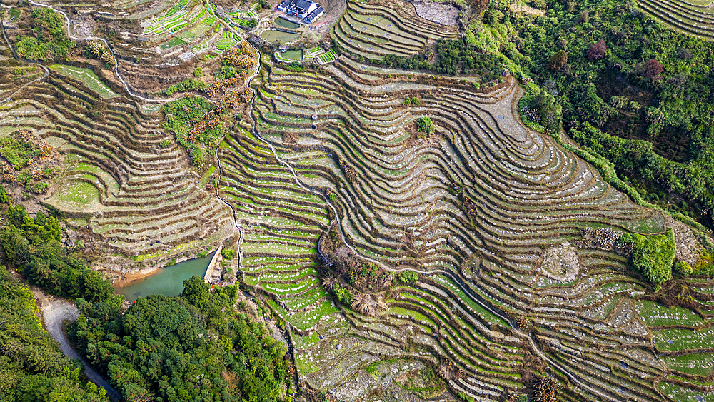 Aerial of rice terraces around Tianluokeng, UNESCO World Heritage Site, Fujian Tulou, rural dwelling of the Hakka, Fujian, China, Asia