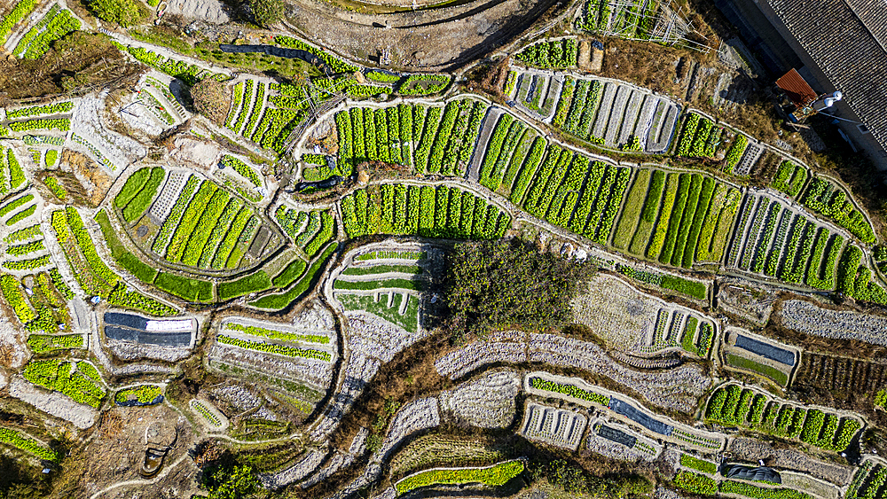 Aerial of tea plantations around the Yuchang Fujian Tulou, rural dwelling of the Hakka, Fujian, China, Asia