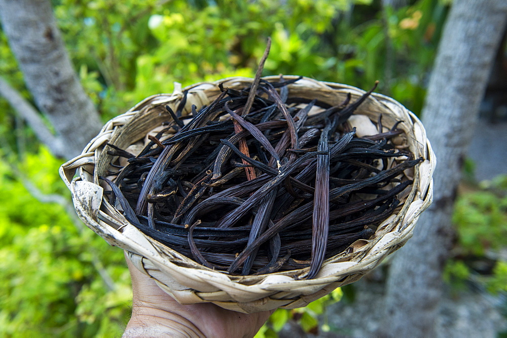 Close up of vanilla plants on a vanilla plantation (Vanilla planifolia), Ouvea, Loyalty Islands, New Caledonia, Pacific