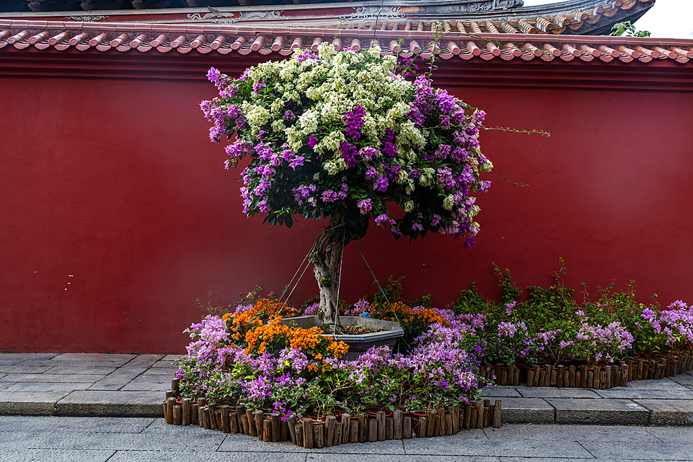 Colourful trees in the historic center of Zhangzhou, Fujian, China, Asia