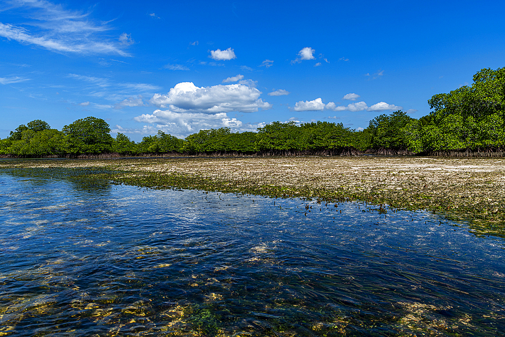 Swamps in Grande Santa Cruz Island, Zamboanga, Mindanao, Philippines, Southeast Asia, Asia