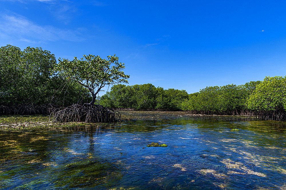 Swamps in Grande Santa Cruz Island, Zamboanga, Mindanao, Philippines, Southeast Asia, Asia