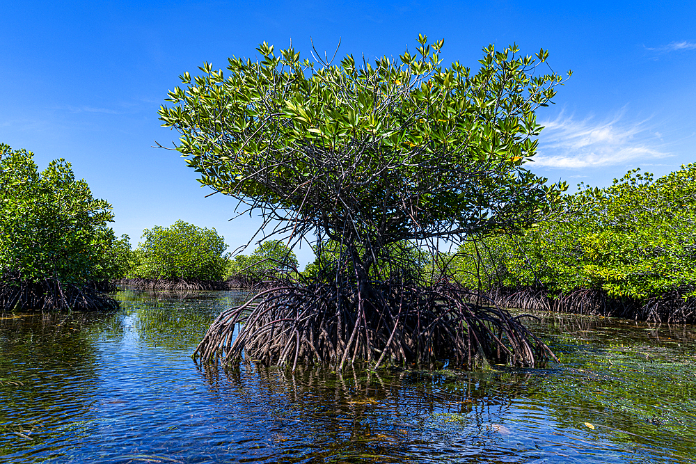 Swamps in Grande Santa Cruz Island, Zamboanga, Mindanao, Philippines, Southeast Asia, Asia