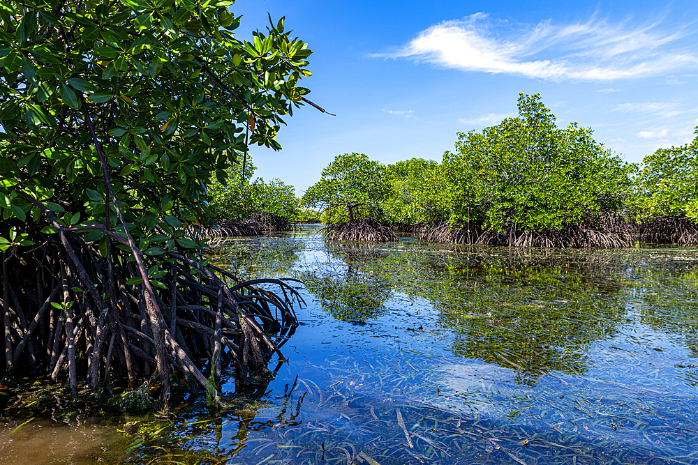 Swamps in Grande Santa Cruz Island, Zamboanga, Mindanao, Philippines, Southeast Asia, Asia