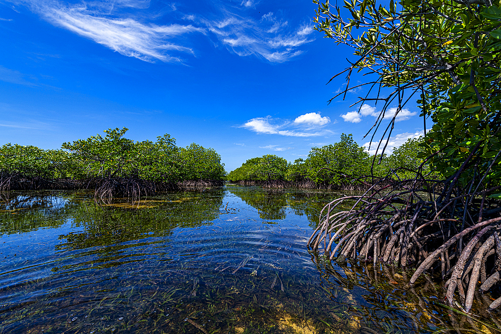 Swamps in Grande Santa Cruz Island, Zamboanga, Mindanao, Philippines, Southeast Asia, Asia