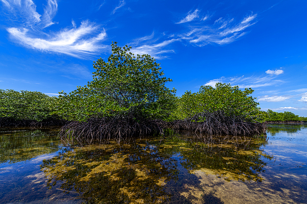 Swamps in Grande Santa Cruz Island, Zamboanga, Mindanao, Philippines, Southeast Asia, Asia