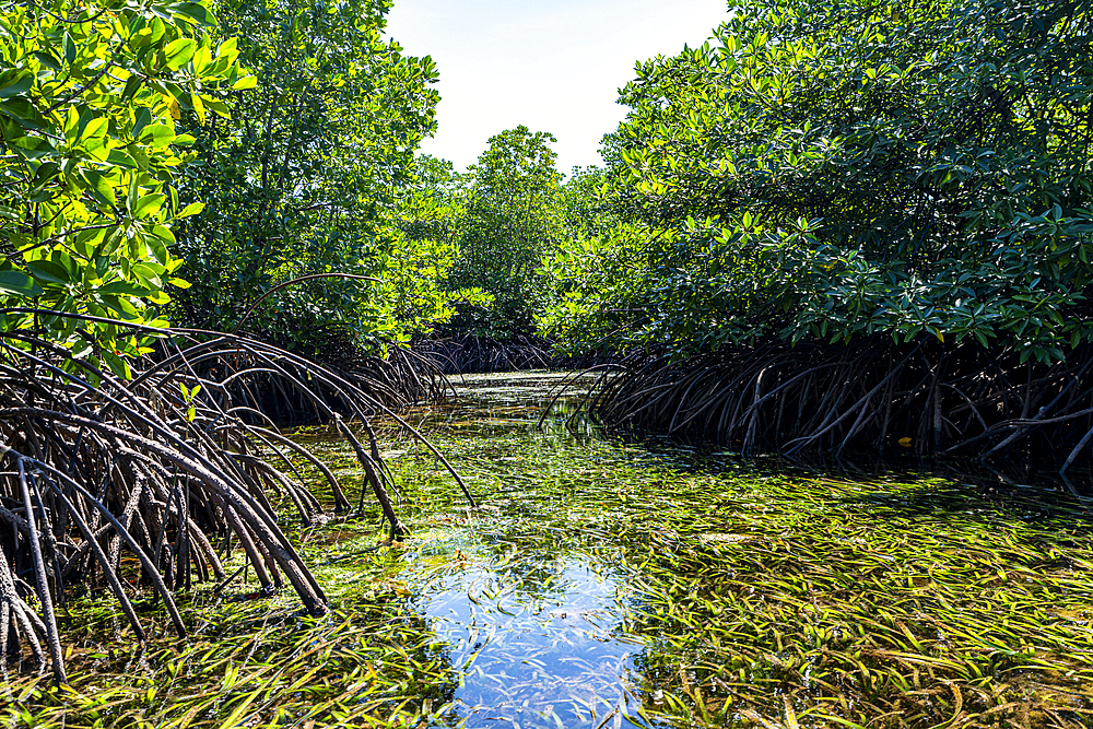 Swamps in Grande Santa Cruz Island, Zamboanga, Mindanao, Philippines, Southeast Asia, Asia