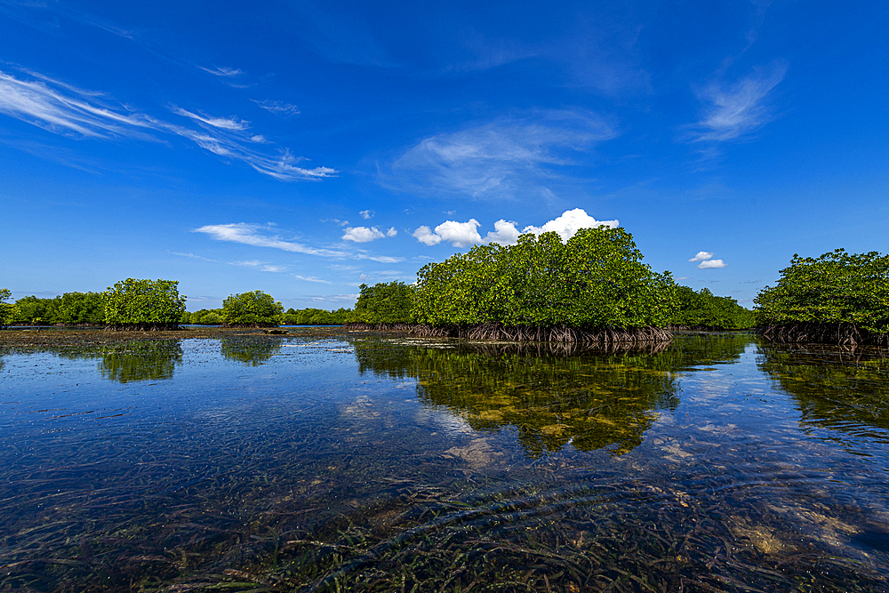 Swamps in Grande Santa Cruz Island, Zamboanga, Mindanao, Philippines, Southeast Asia, Asia