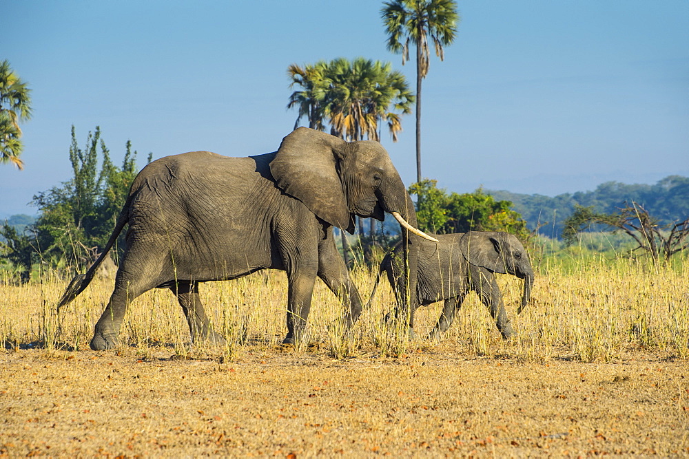 African bush elephant (Loxodonta africana) mother with calf, Liwonde National Park, Malawi, Africa