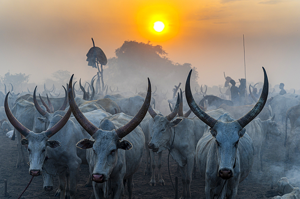 Cows from the Mundari tribe coming back to their camp at sunset, South Sudan, Africa