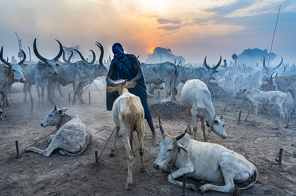 Man of the Mundari tribe cleaning a cow from the dirt, South Sudan, Africa