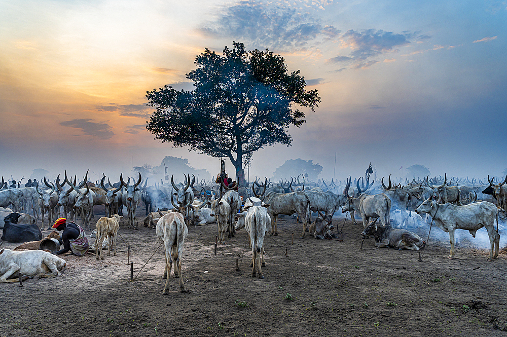 Cattle camp at sunset, Mundari tribe, South Sudan, Africa