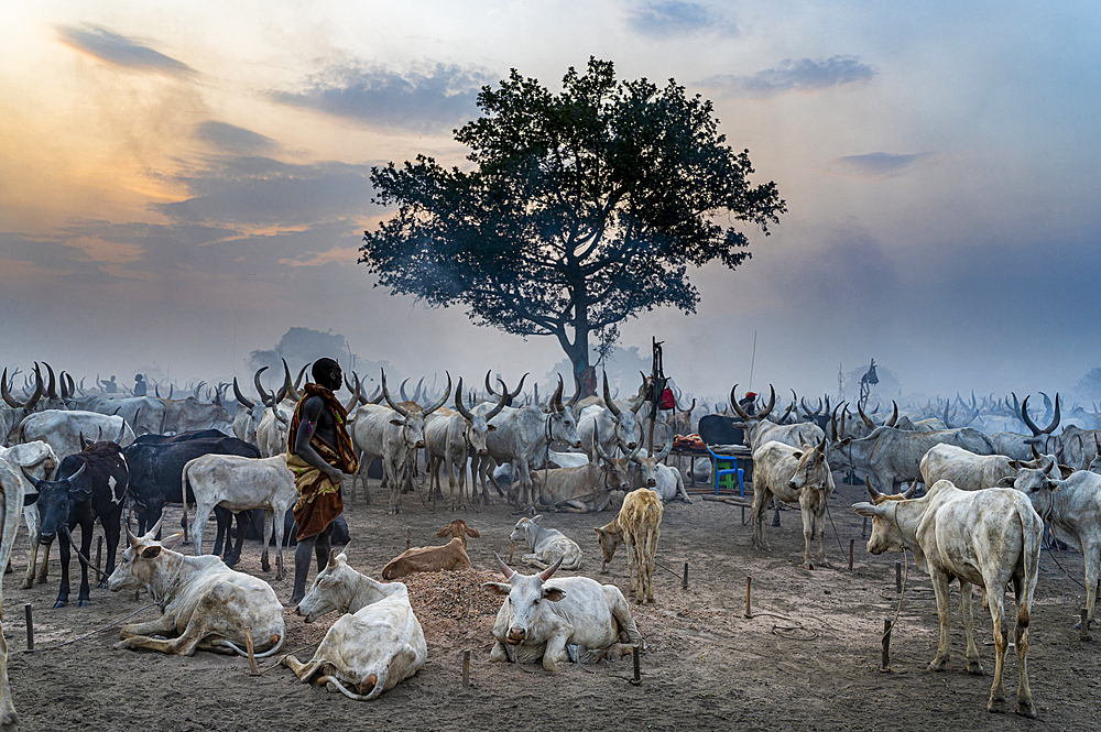 Man of the Mundari tribe cleaning a cow, South Sudan, Africa