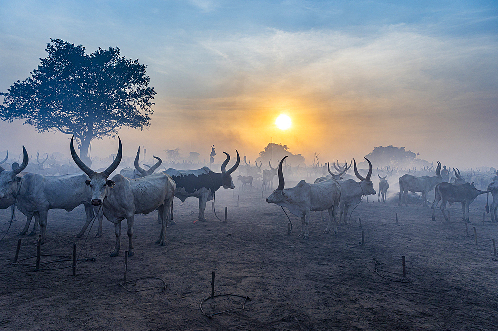 Backlit photo of a Mundari cattle camp at sunset, Mundari tribe, South Sudan, Africa