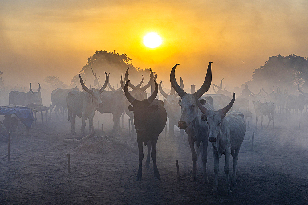 Backlit photo of a Mundari cattle camp at sunset, Mundari tribe, South Sudan, Africa