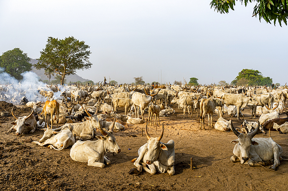 Cattle camp, Mundari tribe, South Sudan, Africa