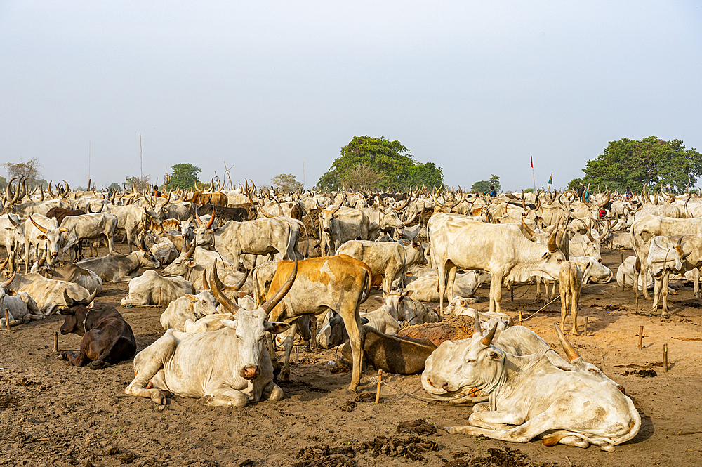 Cattle camp, Mundari tribe, South Sudan, Africa