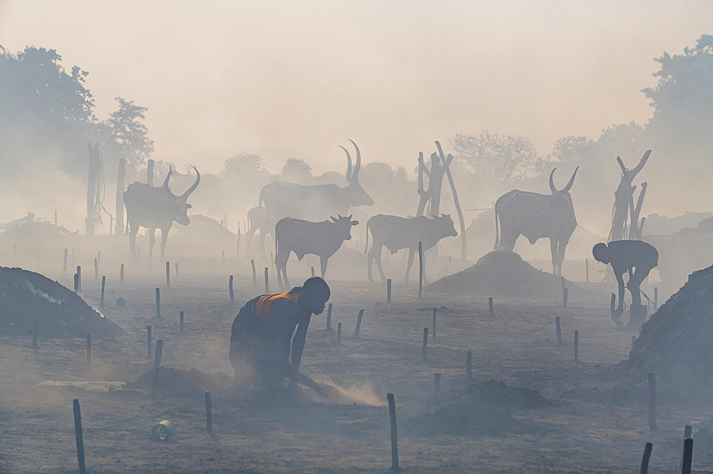 Backlit photo of a Mundari cattle camp, Mundari tribe, South Sudan, Africa