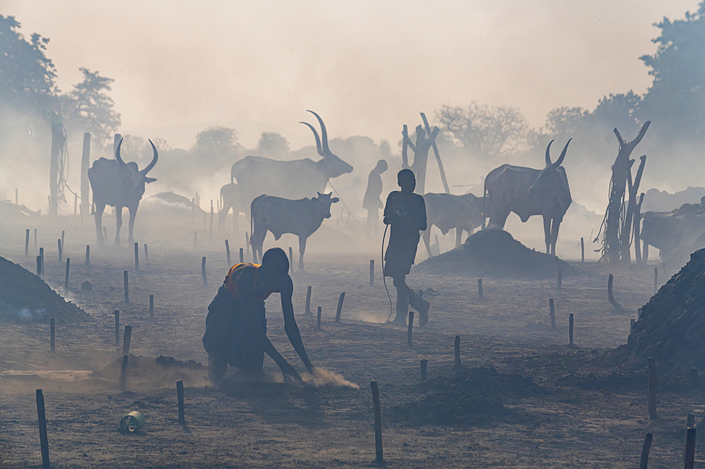 Backlit photo of a Mundari cattle camp, Mundari tribe, South Sudan, Africa